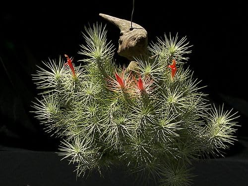 Aiden Gardens Rare Tillandsia Funckiana Air Plant | Unique
